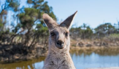 How to Move to Australia