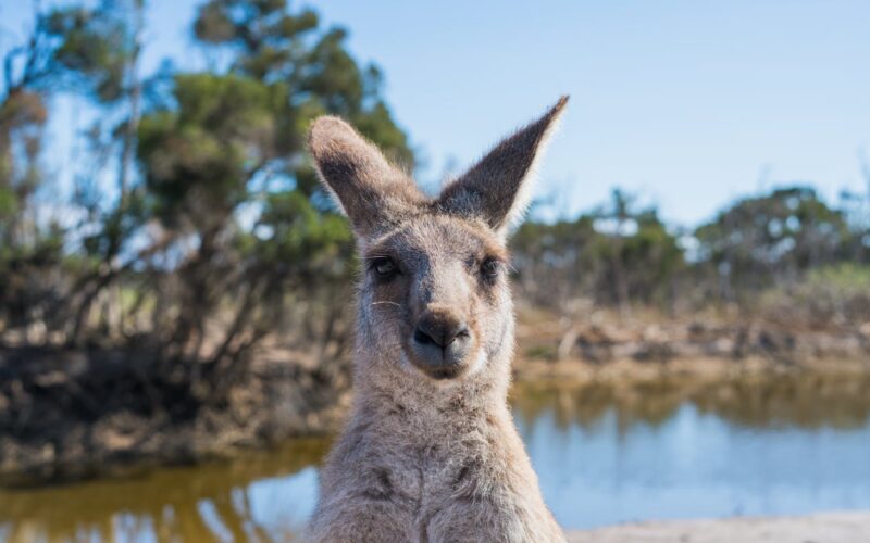 How to Move to Australia